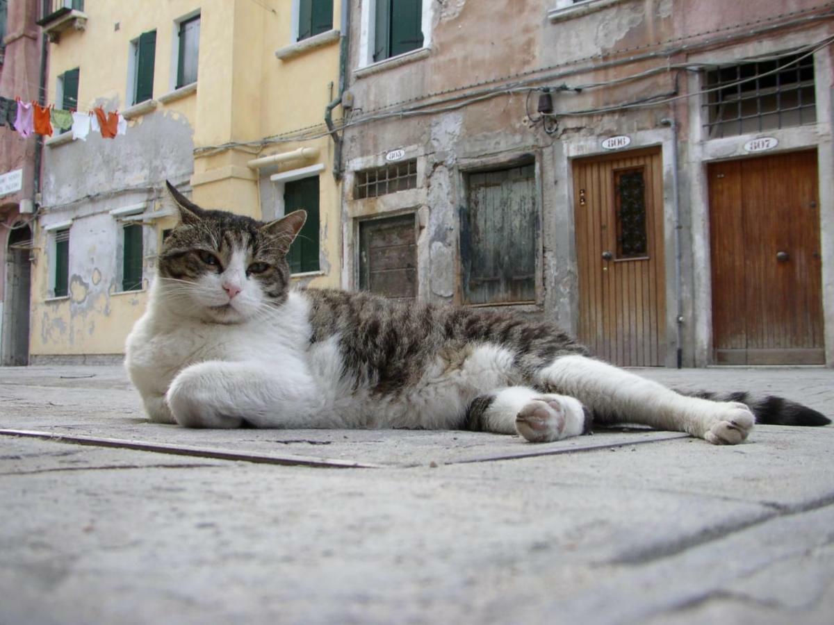 Apartment Essence Of Venice Exterior photo